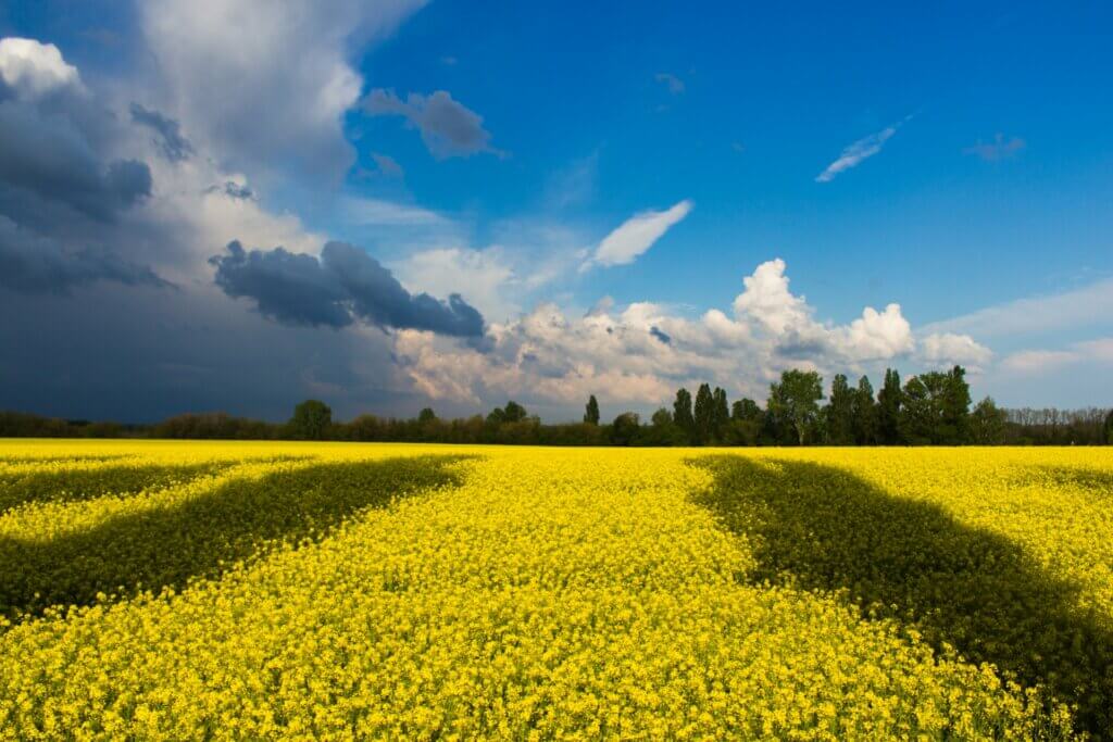 Ukraine Countryside